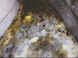 Kotor dan Banyak Kecoa, Toko Roti di Canberra Didenda Rp 200 Juta