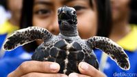 1.066 Penyu Dilepaskan Warga Thailand, Peringati HUT Raja