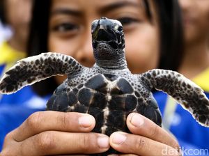 1.066 Penyu Dilepaskan Warga Thailand, Peringati HUT Raja