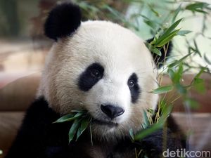 Video: Lucunya Panda-panda di Macau