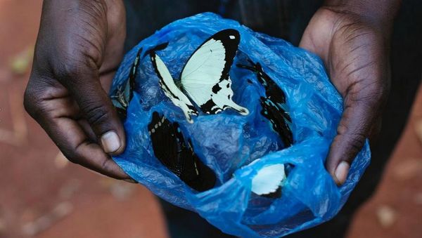 Foto: Kupu-kupu Cantik di Afrika yang Diburu