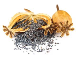 Makan Bagel dengan Taburan Biji Poppy, Tak Pengaruhi Hasil Tes Narkoba Makan Bagel dengan Taburan Biji Poppy, Tak Pengaruhi Hasil Tes Narkoba