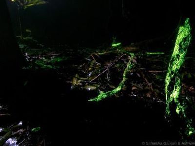 Foto: Lihatlah, Hutan Ini Bercahaya