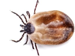 Perempuan Jepang Tewas Setelah Tertular Kutu dari Kucing Liar