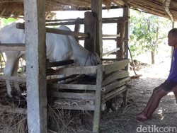 Peternak Sapi di Bantul Ikut Kena Imbas Kenaikan Harga Garam