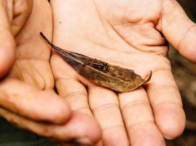 Foto: Tempatnya Katak Paling Kecil di Dunia
