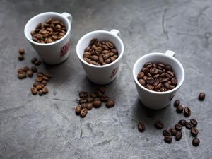 Pemanasan Global Makin Parah, Kopi Papua Terancam Musnah Pemanasan Global Makin Parah, Kopi Papua Terancam Musnah