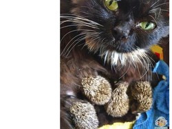 Di Rusia, Seekor Kucing Asuh 8 Anak-anak Landak