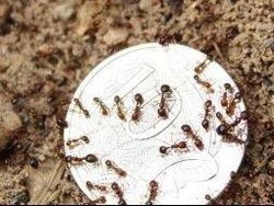 Australia Siapkan Rp 4,2 Triliun Untuk Basmi Semut