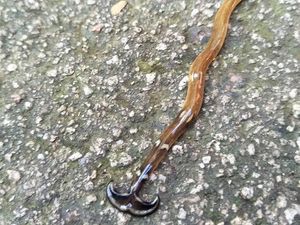 Berbentuk Martil, Kepala Hewan Ini Bikin Penasaran