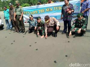 600 Ekor Tukik Dilepas ke Laut Pantai Muara Tami Papua 600 Ekor Tukik Dilepas ke Laut Pantai Muara Tami Papua
