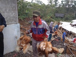 Peternakan di Garut Tertimbun Longsor, Ribuan Ayam Mati