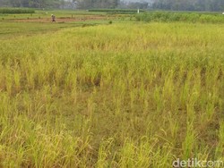 Wereng Mewabah di Trenggalek, Puluhan Hektar Padi Gagal Panen