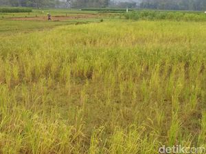 Wereng Mewabah di Trenggalek, Puluhan Hektar Padi Gagal Panen Wereng Mewabah di Trenggalek, Puluhan Hektar Padi Gagal Panen