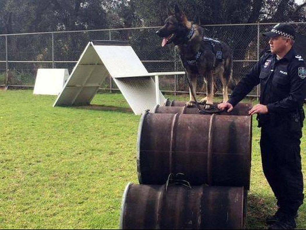 Anjing Polisi di Australia Selatan Kini Dilengkapi Rompi Antipeluru