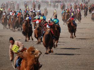 Foto: Apa Jadinya Kalau 1.000 Unta Balapan?