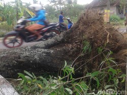Pohon Tumbang di Sleman Tewaskan Satu Orang Pemotor