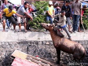 Kasihan, Kuda Ini Tercebur Parit karena Kaget Diklakson Truk