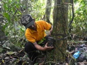 Mengidentifikasi Harimau Sumatera di Hutan Gambut Riau