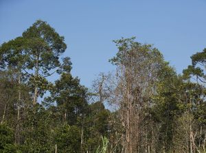 Puluhan Spesies Langka Ditemukan di Semenanjung Kampar Riau