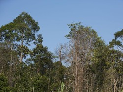 Puluhan Spesies Langka Ditemukan di Semenanjung Kampar Riau