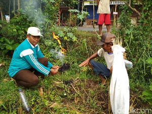 Petani Padi di Trenggalek Lakukan Tradisi Ider-ider Jelang Panen Raya