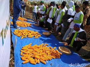 Ribuan Petani Diajak Perangi Penyakit Bulai Pada Jagung Ribuan Petani Diajak Perangi Penyakit Bulai Pada Jagung