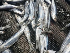 Curhat Ibu Pembuat Ikan Asin: Kelabakan Harga Garam Melonjak