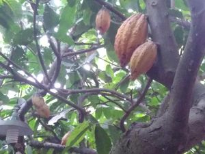 Jokowi Genjot Pengolahan Kakao Pasca Panen, Begini Caranya