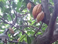 Jokowi Genjot Pengolahan Kakao Pasca Panen, Begini Caranya