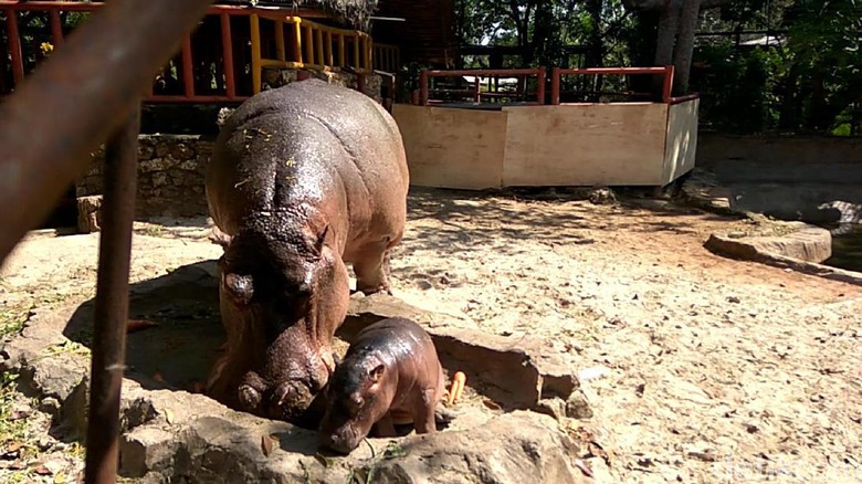Anak kuda nil yang gres lahir di Kebun Binatang Lamongan (Eko/detikTravel) Anak kuda nil yang gres lahir di Kebun Binatang Lamongan (Eko/detikTravel)