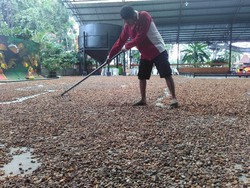 Neraca Dagang Tekor, Darmin Putar Otak Genjot Industri Kakao