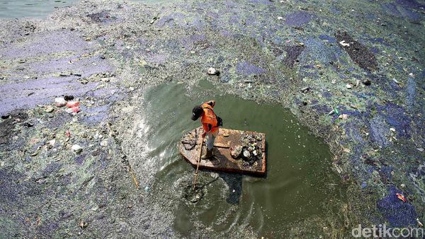Berjibaku Membuat Danau Sunter Barat Jernih