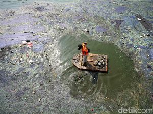Berjibaku Membuat Danau Sunter Barat Jernih Berjibaku Membuat Danau Sunter Barat Jernih