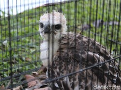 Pusat Konservasi Elang, Wisata Edukasi di Kamojang Garut