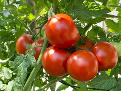 Manfaat Makan Tomat Tiap Hari Untuk Tubuh