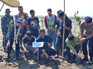 20 Ribu Bibit Mangrove Ditanam di Pantai Klayan Cirebon