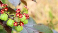Daftar Buah dan Sayur yang Bisa Sebabkan Manusia Keracunan