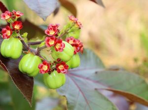 Daftar Buah dan Sayur yang Bisa Sebabkan Manusia Keracunan