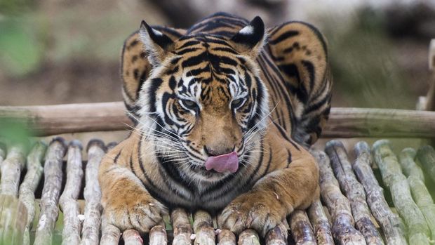 Marak Serangan Harimau, Pengusaha Villa Terancam Bangkrut