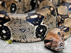 Seekor Ular Melilit Muka Saya dan Menggigit Hidung Saya!