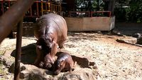 Foto: Gemas Banget! Ini Bayi Kuda Nil Kelahiran Lamongan