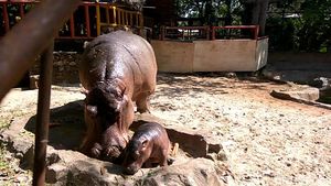 Foto: Gemas Banget! Ini Bayi Kuda Nil Kelahiran Lamongan