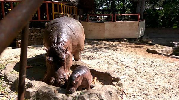 Foto: Gemas Banget! Ini Bayi Kuda Nil Kelahiran Lamongan