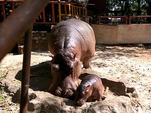 Foto: Gemas Banget! Ini Bayi Kuda Nil Kelahiran Lamongan