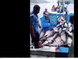 Berkat Gebrakan Susi, Nelayan di Malang Kebanjiran Tuna