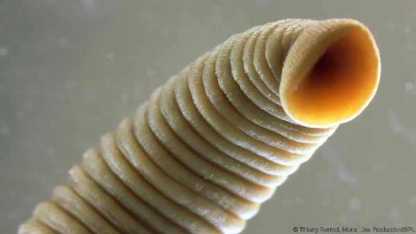 Foto: Mahluk-mahluk Aneh di Perut Bumi