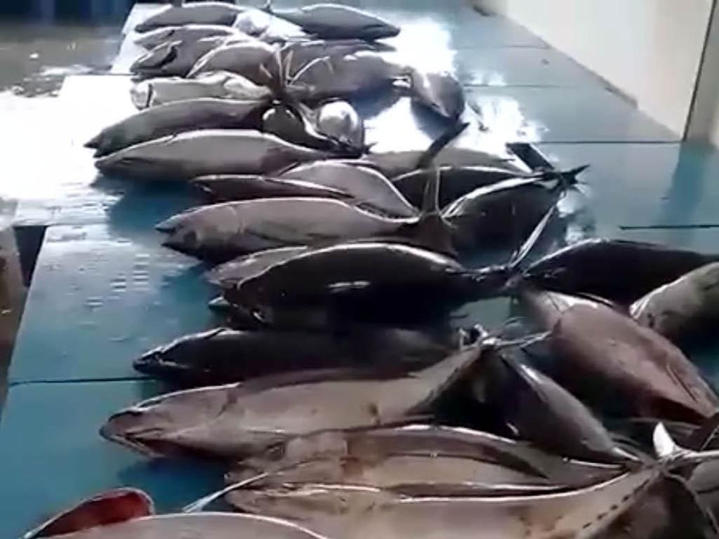 Ini Ikan Asal RI yang Paling Laris di Pasar Ekspor Ini Ikan Asal RI yang Paling Laris di Pasar Ekspor