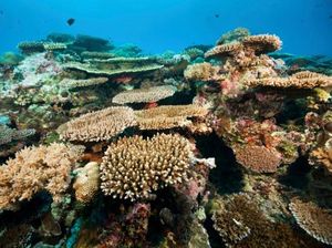 Palau, Negara Cantik di Pasifik Resmi Larang Tabir Surya Palau, Negara Cantik di Pasifik Resmi Larang Tabir Surya