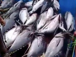 3 Tahun Illegal Fishing Diberantas, Potensi Ikan di Natuna Melejit